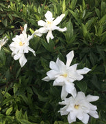 Frostproof Gardenia | Large Gallon Size Plants | Fragrant Blooming Shrub | Gardenia Jasminoides