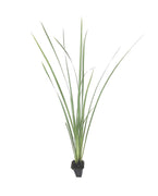 African Iris Yellow | Live Plants | Dietes Vegeta | Drought Tolerant Groundcover Grass