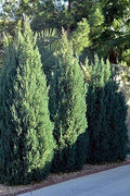 Spiny Greek Juniper | Live Trees | Juniperus Chinensis