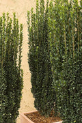 Sky Pencil Japanese Holly | Live Gallon Size Plants | Ilex Crenata | Low Maintenance Formal Evergreen Hedge