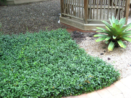 Asiatic Jasmine Minima | Live 4 Inch Plants | Trachelospermum Asiaticum | Drought Tolerant Cold Hardy Evergreen