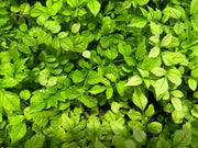 Cape Honeysuckle | Live Plants | Tecomaria Capensis | Birds & Butterfly Attracting Versatile Shrub