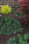 Podocarpus Pringles | Extra Large 3 Gallon Plants | Podocarpus Macrophyllus 'Pringles' | Ideal for Hedges | Low Maintenance Shrub