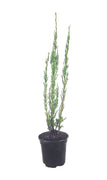 Skyrocket Juniper | Live 4 Inch Pots | Juniperus Scopulorum | Formal Upright Evergreen Tree