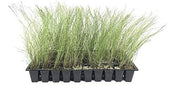 Pink Muhly Grass | Live Plants | Muhlenbergia Capillaris | Hairawn Muhly | Beautiful Blooming Low Maintenance Ornamental Foliage