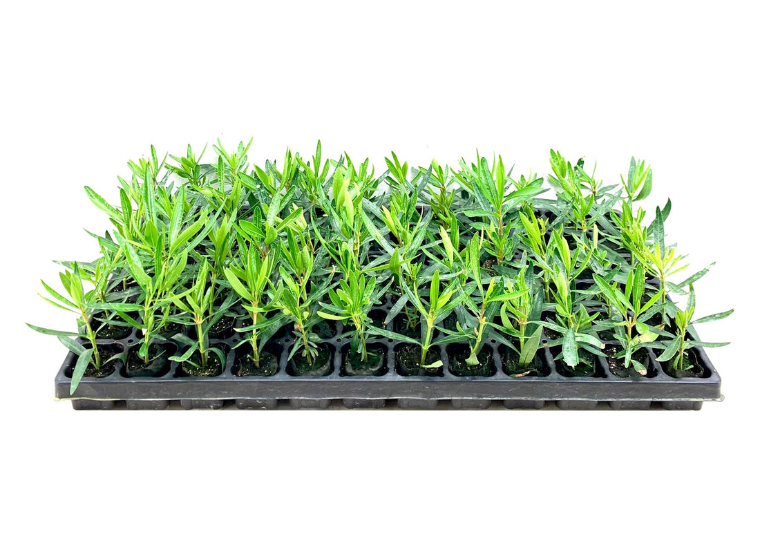 Oleander Petite Pink | Live Plants | Nerium | Compact Dwarf Evergreen Shrub