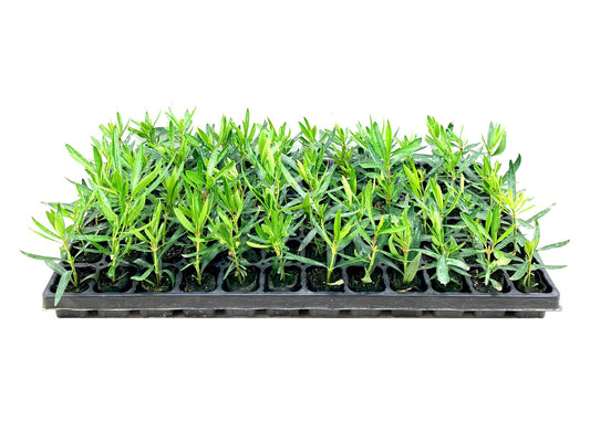 Oleander Petite Pink | Live Plants | Nerium | Compact Dwarf Evergreen Shrub
