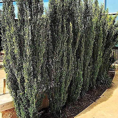 Sky Pencil Japanese Holly | Live Gallon Size Plants | Ilex Crenata | Low Maintenance Formal Evergreen Hedge