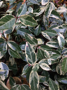 Variegated Asiatic Jasmine Minima | 3 Live Plants | Trachelospermum Asiaticum 'variegatum' | Evergreen Groundcover