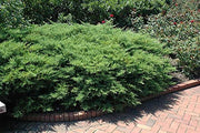 Juniper Kallay | Live Gallon Size Plant | Juniperus Chinensis | Drought Tolerant Cold Hardy Evergreen Groundcover