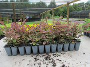 Loropetalum Chinese Fringe Flower Plum Delight | 40 Live Flowering Plants