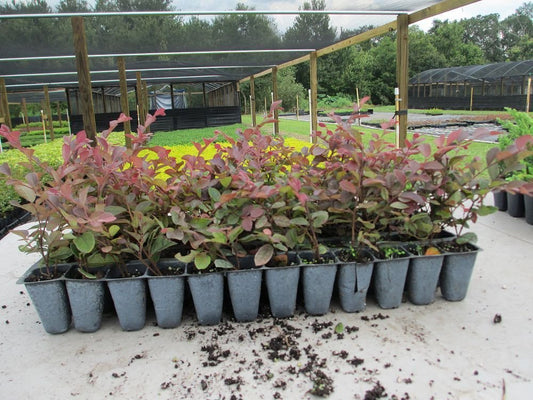 Loropetalum Chinese Fringe Flower Plum Delight | 40 Live Flowering Plants