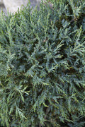 Medora Juniper | Extra Large 3 Gallon Plants | Columnar Evergreen Shrub for Privacy, Landscaping, and Ornamental Gardens | Drought|Resistant & Easy|to|Grow
