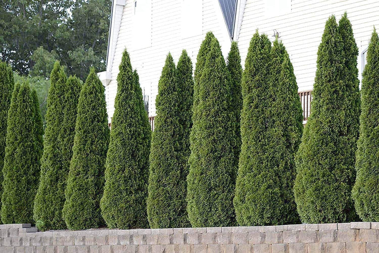 Arborvitae Emerald Green | Live 4 Inch Pot | Thuja Occidentalis Smaragd Tree | Evergreen Privacy Screening Hedge Plants