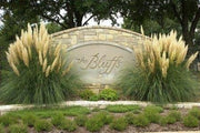 Pampas Grass | 40 Live Plants | Cortaderia Selloana | Beautiful Blooming Screening Ornamental Foliage