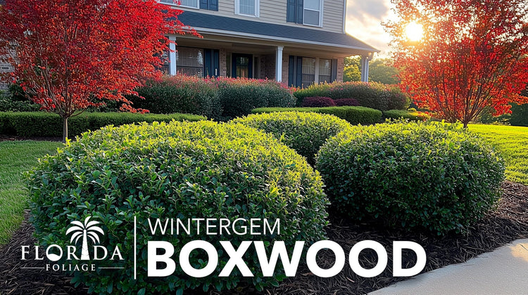 Winter Gem Boxwood | Large Gallon Size Plants | Buxus Microphylla Japonica | Fast Growing Cold Hardy Formal Evergreen Hedge Shrub