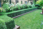 Japanese Boxwood | Large Live Gallon Size Plants | Buxus Microphylla | Formal Evergreen Low Maintenance Hedge Shrub
