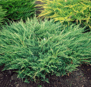 Juniper Andorra Compacta | Live Plants | Juniperus Horizontalis | Drought Tolerant Cold Hardy Evergreen Ground Cover