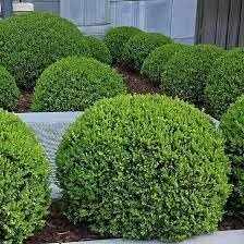 Wintergreen Boxwood | Extra Large 3 Gallon Plant | Dense, Evergreen Shrub, Ideal for Decorative Hedges, Topiary Art & Landscape Borders, Cold Hardy & Drought Tolerant