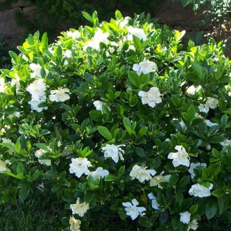 Gardenia Veitchii | Extra Large 3 Gallon Plant | Gardenia jasminoides 'Veitchii' | Fragrant Blooms | Lush Foliage