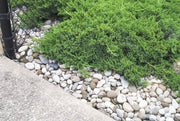 Juniper Sea Spray | Live 4 Inch Pot | Juniperus Chinensis | Drought Tolerant Cold Hardy Evergreen Groundcover Plants