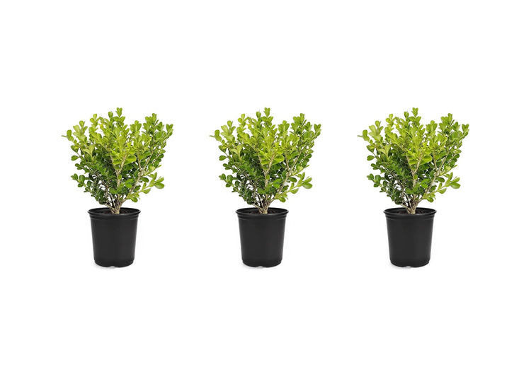 Japanese Boxwood | Live 4 Inch Pots | Buxus Microphylla | Formal Evergreen Low Maintenance Hedge Plants