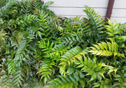 Japanese Holly Fern | Live Plants | Cyrtomium Falcatum Rochfordianum