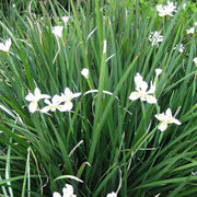 African Iris Yellow | Large Gallon Size Plants | Dietes Vegeta | Low Maintenance Drought Tolerant Groundcover Grass
