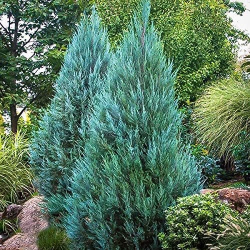 Blue Point Juniper Tree | Live 4 Inch Pots | Juniperus Chinensis | Hardy Evergreen Shrub | Perfect for Landscaping | Low Maintenance Plants