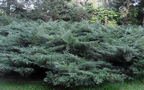 Blue Pfitzer Juniper | Live Plants | Juniperus Chinensis | Drought Tolerant Cold Hardy Evergreen Ground Cover