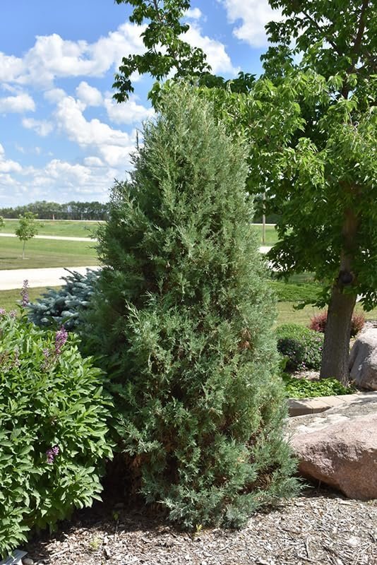 Medora Juniper | Live Gallon Size Plants | Perfect for Year|Round Landscaping, Privacy Screening, and Low Water Environments, Drought|Tolerant