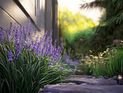Big Blue Liriope Plants | Live 4 Inch Pots | Liriope Muscari 'Big Blue' | Hardy Ground Cover | Shade Tolerant Grass