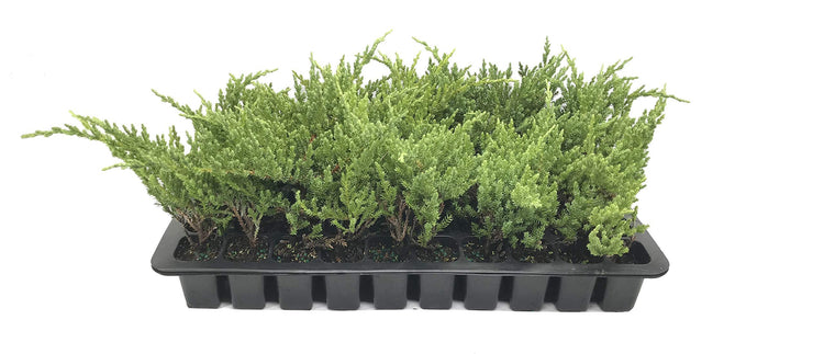 Green Sargent Juniper | Live Plants | Juniperus Chinensis | Drought Tolerant Cold Hardy Evergreen Ground Cover