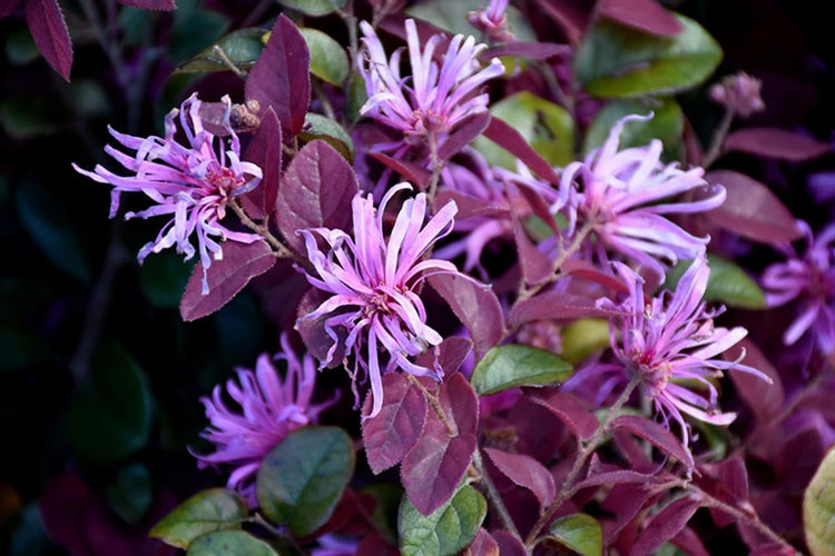 Loropetalum Ruby | Extra Large 3 Gallon Plants | Loropetalum Chinense 'Ruby' | Vibrant Garden Addition | Easy|Grow Foliage