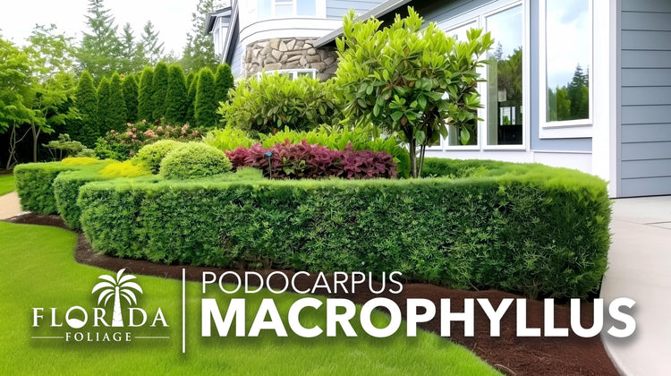 Podocarpus Macrophyllus | Extra Large 3 Gallon Plant | Japanese Yew | Low Maintenance Live Evergreen Privacy Hedge Shrub