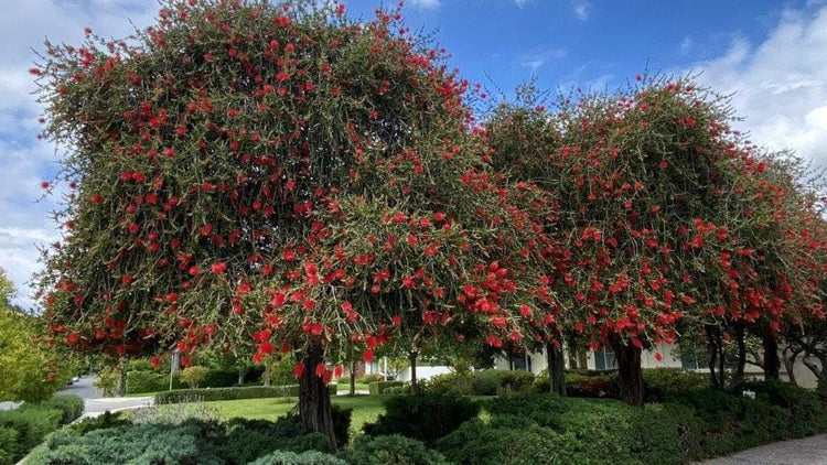 Bottlebrush Red Cluster | Live Quart Size Plants | Callistemon citrinus | Perfect for Gardens & Landscaping | Easy to Grow & Low Maintenance Vibrant Shrub
