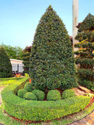 Japanese Blueberry Elaeocarpus | Extra Large 3 Gallon Plant | Elaeocarpus decipiens | Evergreen Beauty | Landscape Favorite