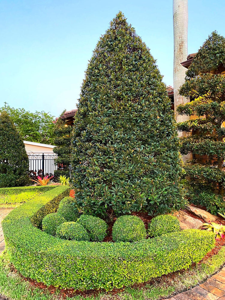 Japanese Blueberry Elaeocarpus | Extra Large 3 Gallon Plant | Elaeocarpus decipiens | Evergreen Beauty | Landscape Favorite