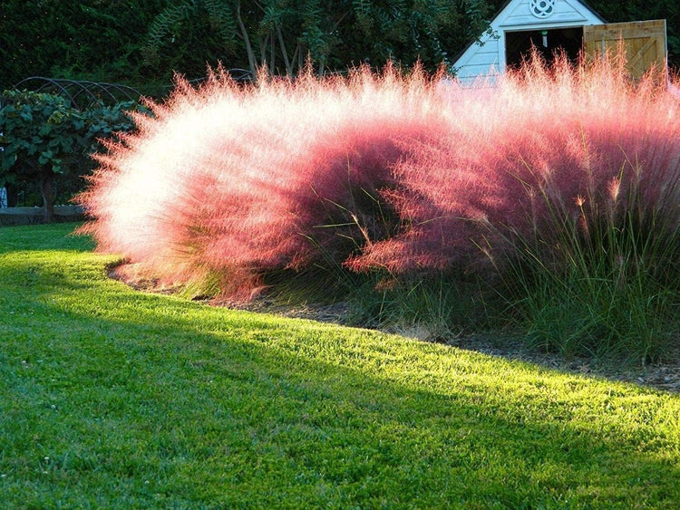 Muhly Grass | Live 4 Inch Pots | Muhlenbergia Capillaris | Ideal for Natural Landscaping | Easy|Care & Drought Tolerant Plants | Beautiful Pink Plumes
