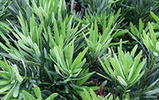 Dwarf Podocarpus Macrophyllus Pringles | Live Plants | Dense Evergreen Low Hedge or Bonsai