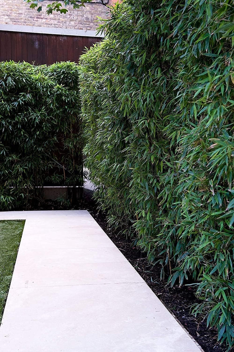 Green Hedge Bamboo | Live Plants | Non|Invasive Clumping Bamboo | Screening Privacy Hedge Bambusa Multiplex