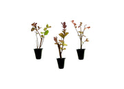 Crape Myrtle Dynamite Red | Live Plants | Vivid Red Blooms & Hardy Growth, Live Plant, Ornamental Shrub for Striking Garden Display