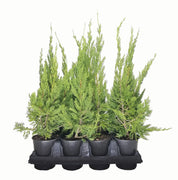 Hollywood Juniper | Juniperus Chinensis Torulosa | Live Quart Size Tree | Drought Tolerant Cold Hardy Evergreen Plant