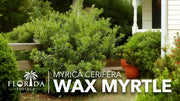 Wax Myrtle | Live 4 Inch Pot | Myrica Cerifera | Evergreen Shrubs for Privacy Screens & Native Landscaping | Fast|Growing Hardy Plants
