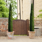 Italian Cypress Tree | Extra Large 3 Gallon Tree | Cupressus Sempervirens | Formal Elegant Mediterranean Style Plants