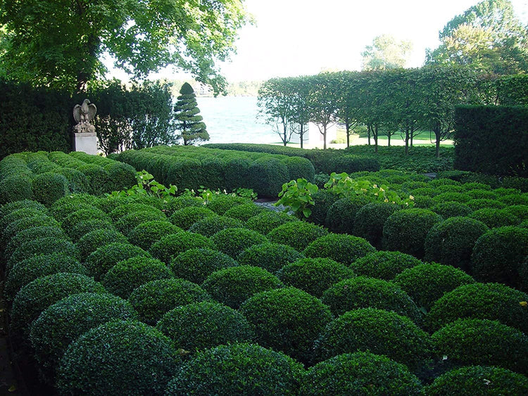 Wintergreen Korean Boxwood | Live Gallon Size Plants | Buxus Microphylla | Cold Hardy Formal Evergreen Hedge