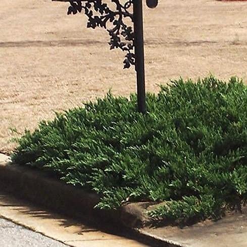 Florida Foliage Green Sargent Juniper | Live 4 Inch Pots | Juniperus Chinensis | Drought Tolerant Cold Hardy Evergreen Groundcover