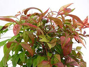 Firepower Heavenly Bamboo | Large Gallon Size Plants | Nandina Domestica | Brilliant Colorful Low Maintenance Foliage