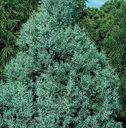 Carolina Sapphire Cypress Tree | Large Gallon Size Plant | Beautiful Evergreen Low Maintenance Cold Hardy Privacy Screen