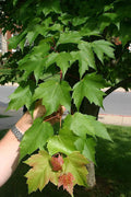 Red Maple Tree | Live Trees | Acer rubrum | Native American Beauty Fast|Growing Shade Tree | Fall Foliage Wildlife|Friendly Habitat